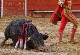 Imatge d'una correguda de bous.